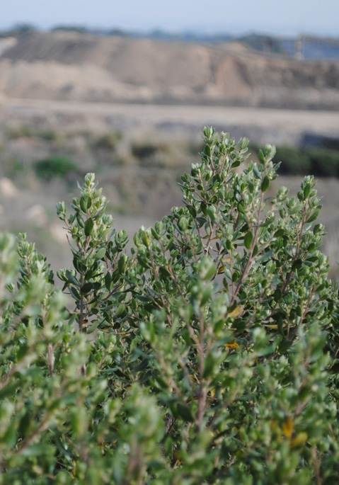 Cementos Avellaneda » Sostenibilidad » Proyectos » Reforestación